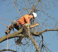 Launceston Tree Service image 3